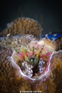 A very small coral hermit crab taken at Basura in Anilao,... by Marteyne Van Well 